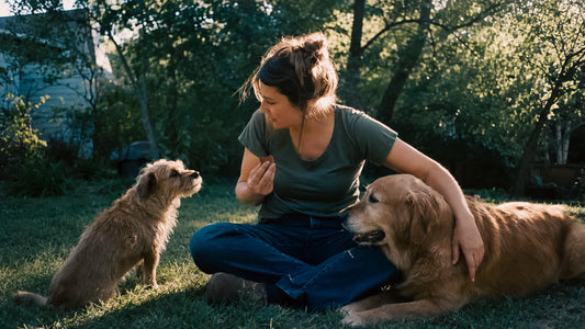 The Complete Guide to Dog Vitamins and Daily Nutrition