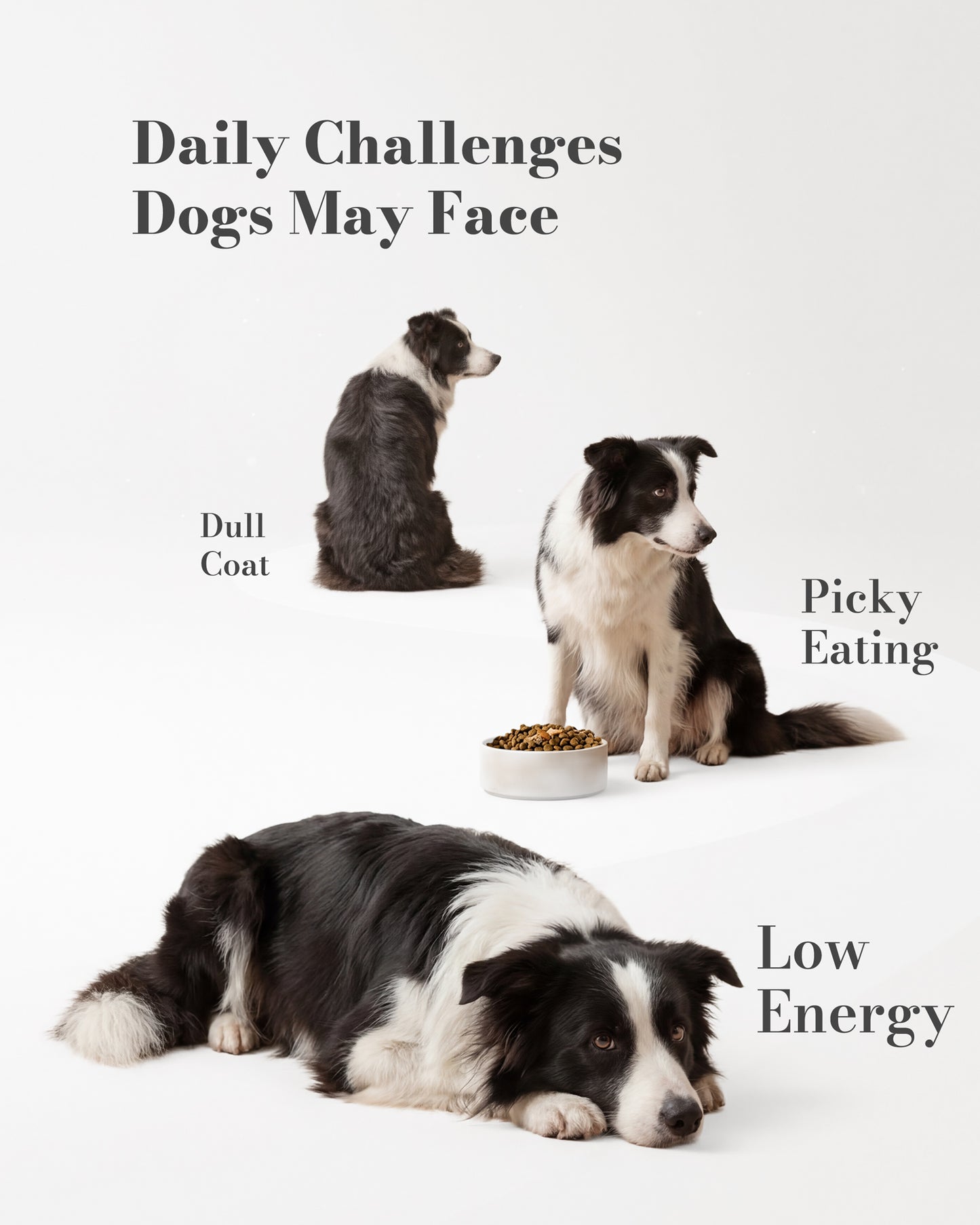 Dog Multivitamin Chews – Multivitamin for Dogs Daily Wellness Support