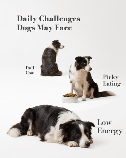 GuluPrime Dog Multivitamin Chews | Daily Wellness Support | 120 Soft Chews