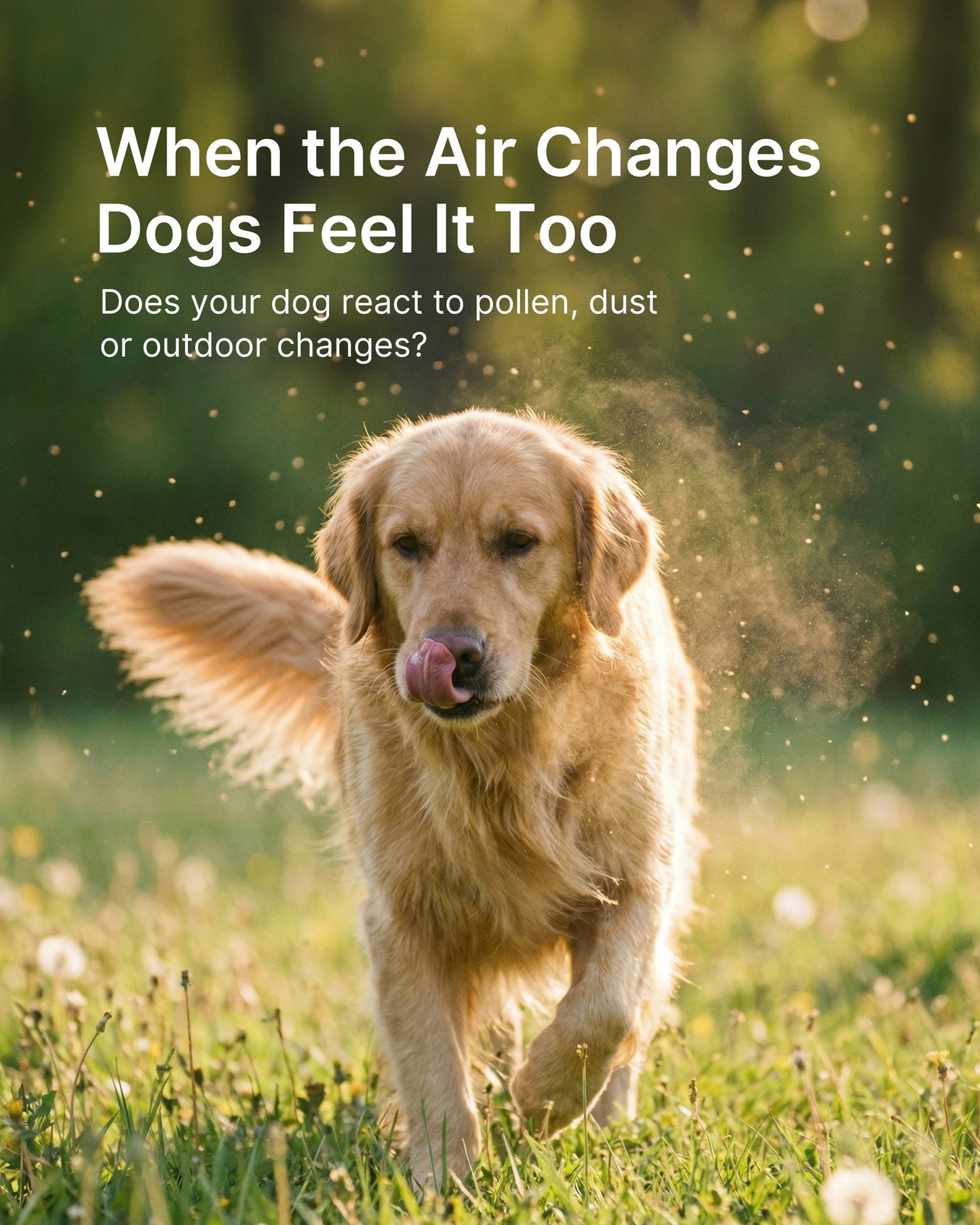 Dog Allergy Relief Chews – Allergy & Immune Support for Dogs