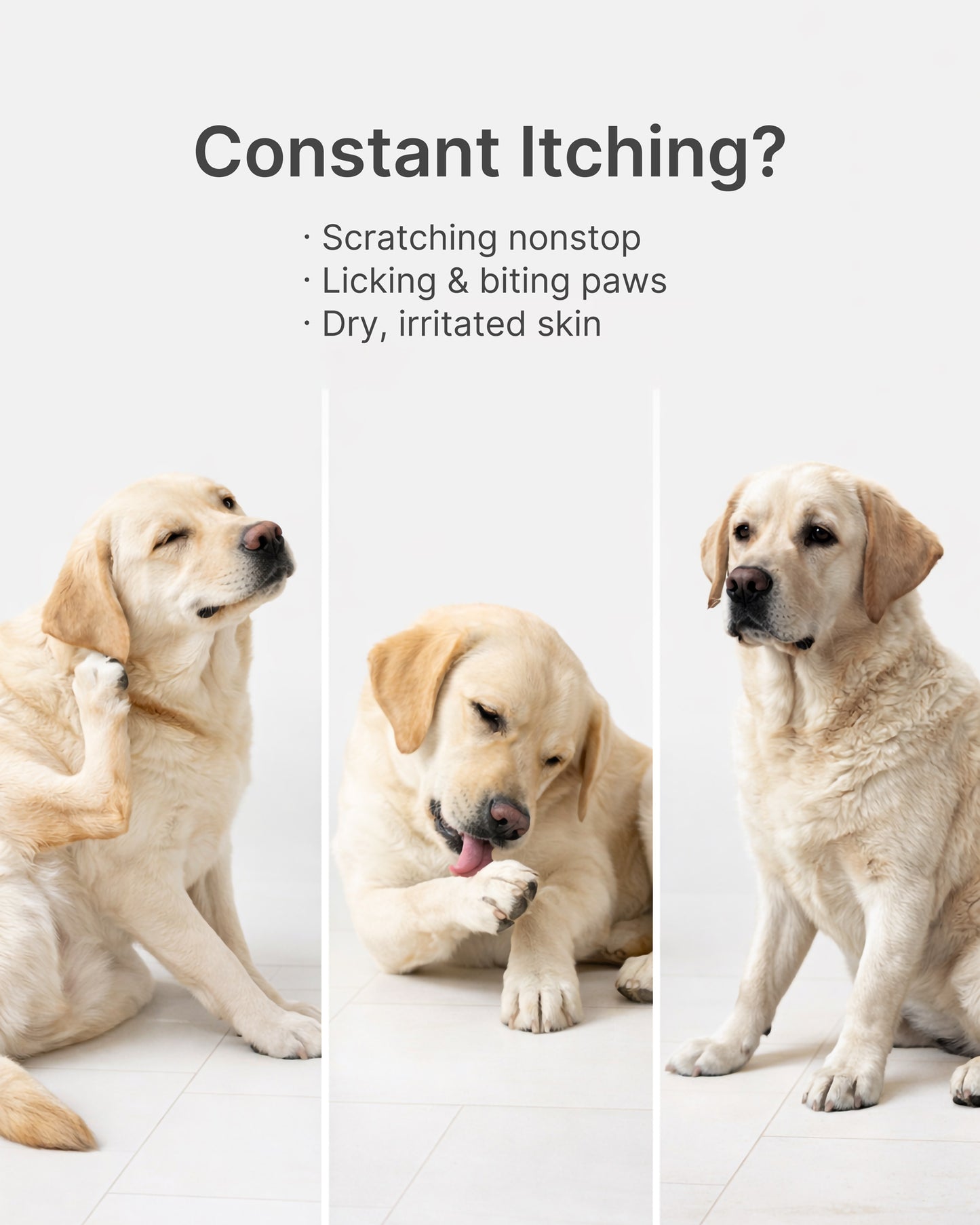 Dog Itch Relief Chews – Anti Itch for Dogs with Itchy Skin & Paw Licking