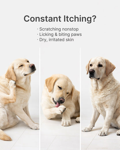 GuluPrime Dog Itch Relief Chews | Skin & Coat Support | 120 Soft Chews